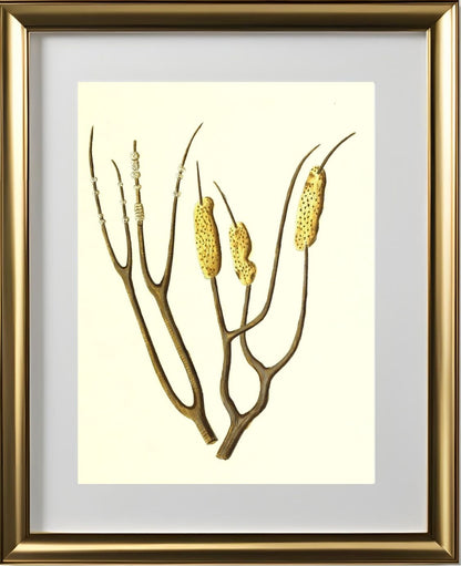 Gorgonia dichotoma