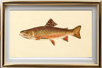 The Brook Trout (Adult Male) Salvelinus-Fontinalis