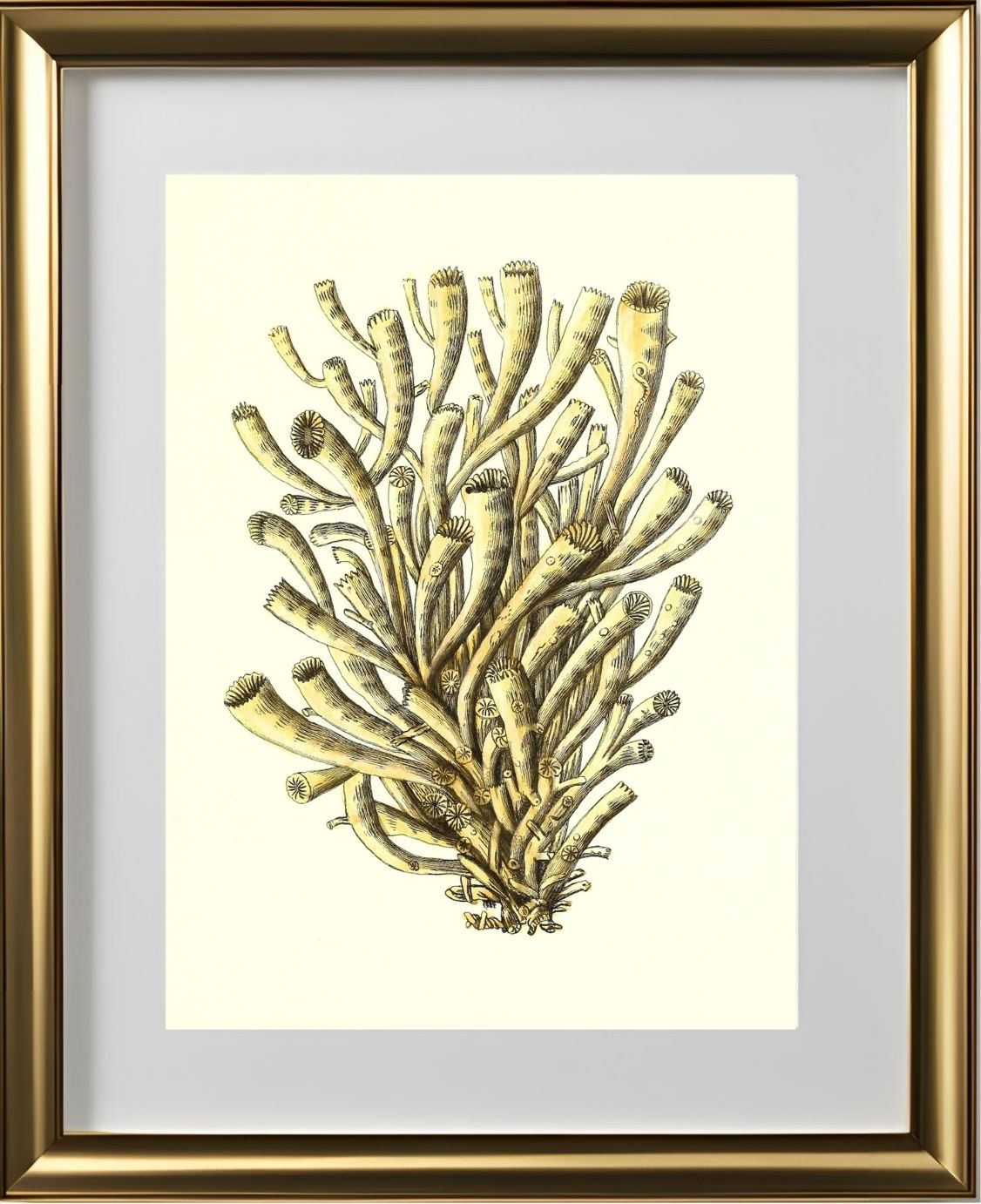 Madrepora anthophyllites