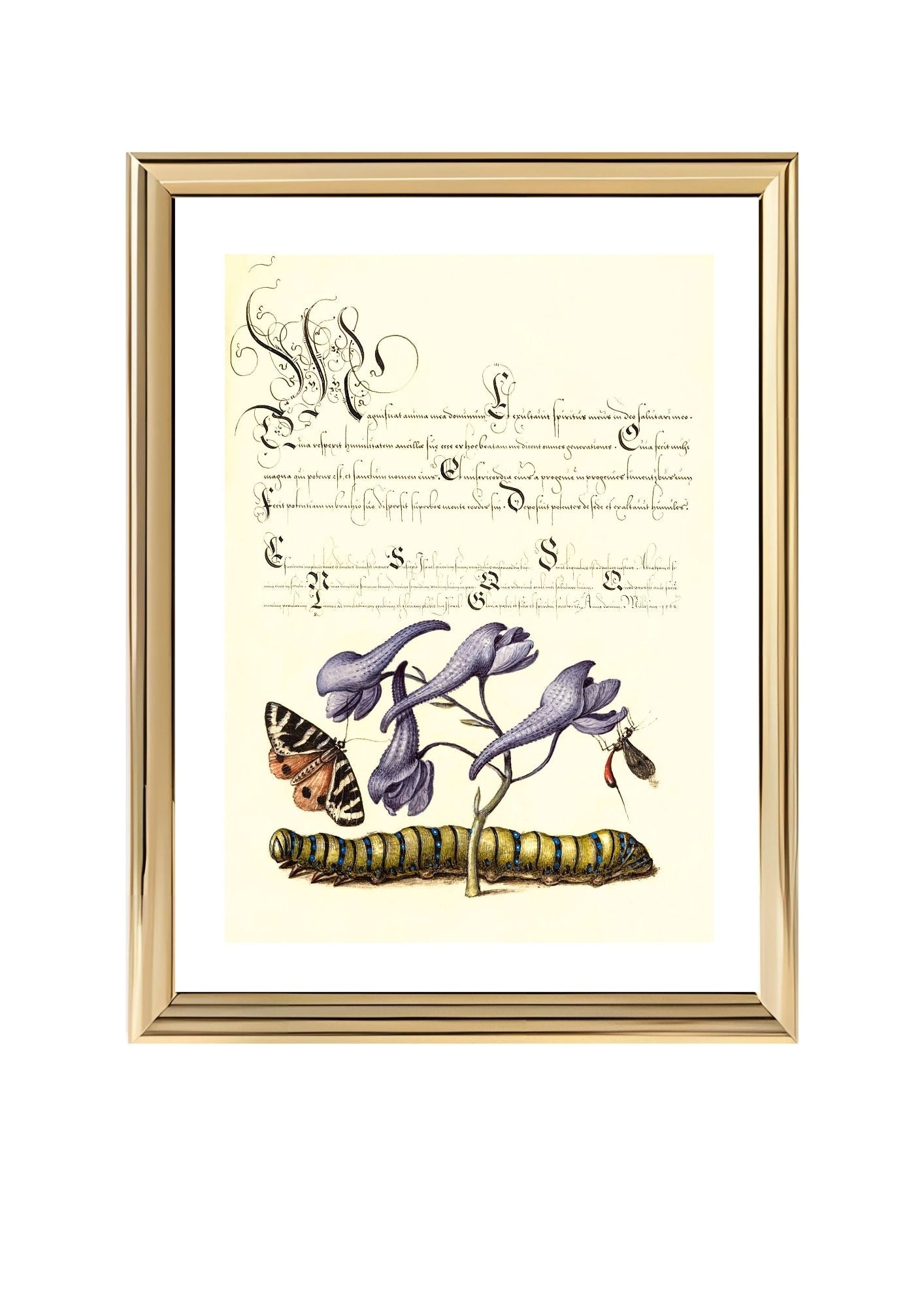 Scarlet Tiger-Moth, Larkspur, Insect, and Caterpillar