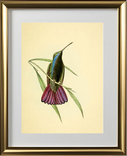 Mango Hummingbird Male