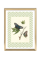 Papilio Gambricuis