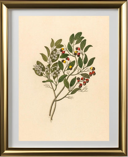 Celastrus (Apodytes Dimidiata)