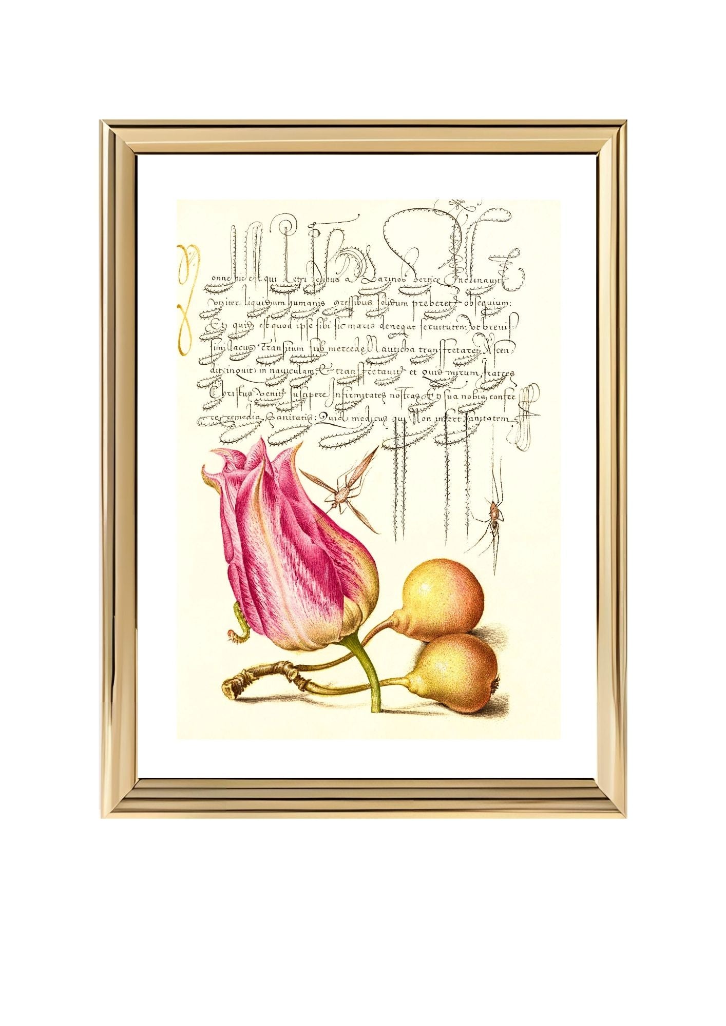 Imaginary Insect, Tulip, Spider, and Common Pear