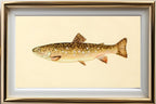 The Brook Trout (Adult Female) Salvelinus-Fontinalis