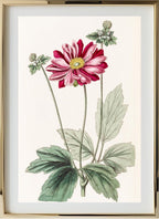 Japanese Anemone