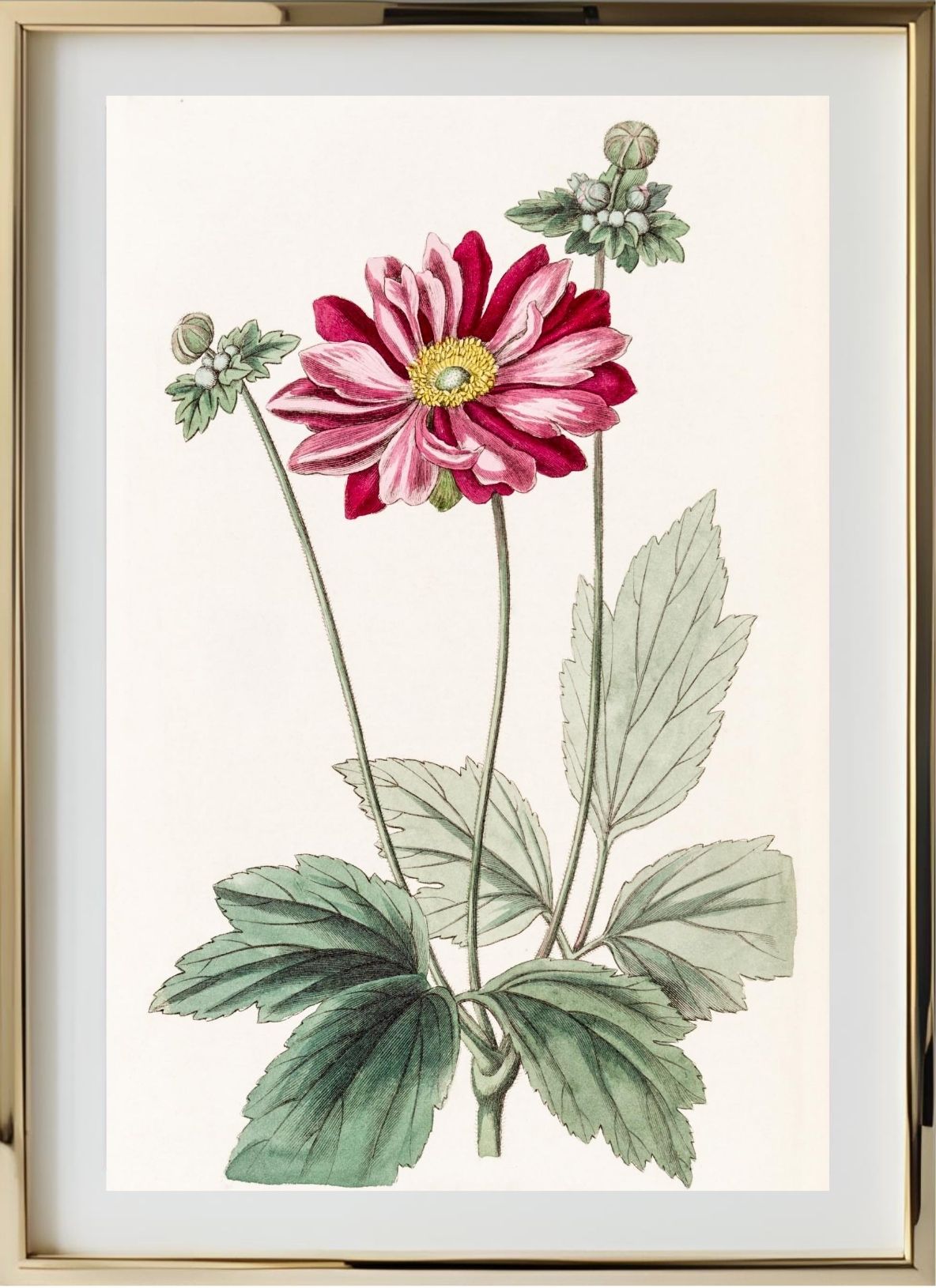 Japanese Anemone