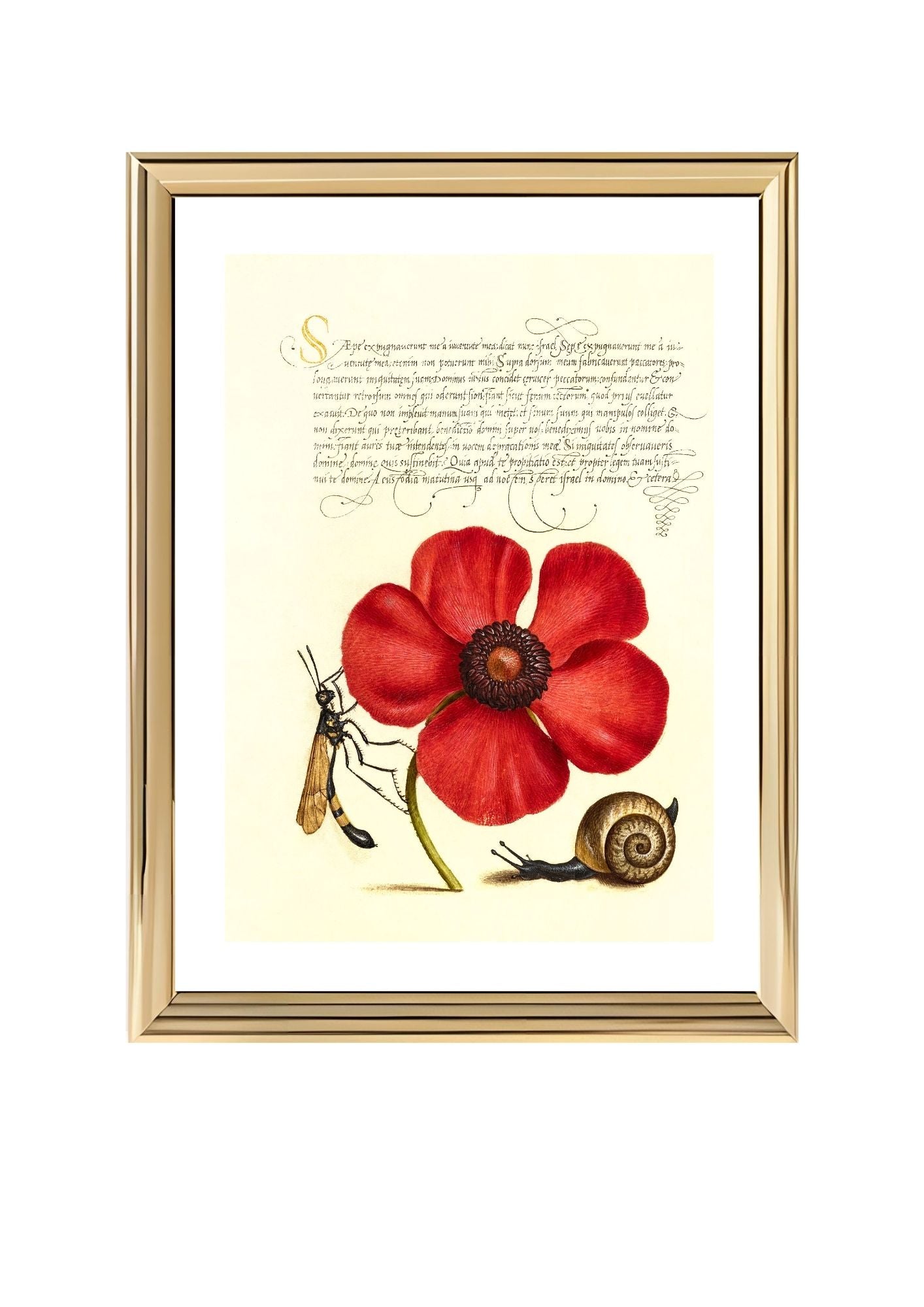 Terrestrial Mollusk, Poppy Anemone, and Crane Fly
