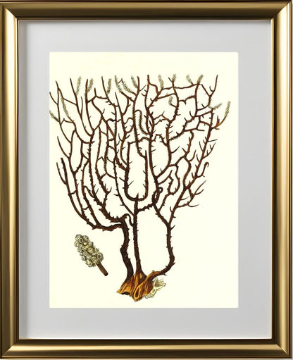 Gorgonia placomus 3