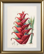 Le Balisier (Hiliconia)