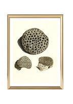 Astrea denticulata; Astrea siderea; Monticularia microconos