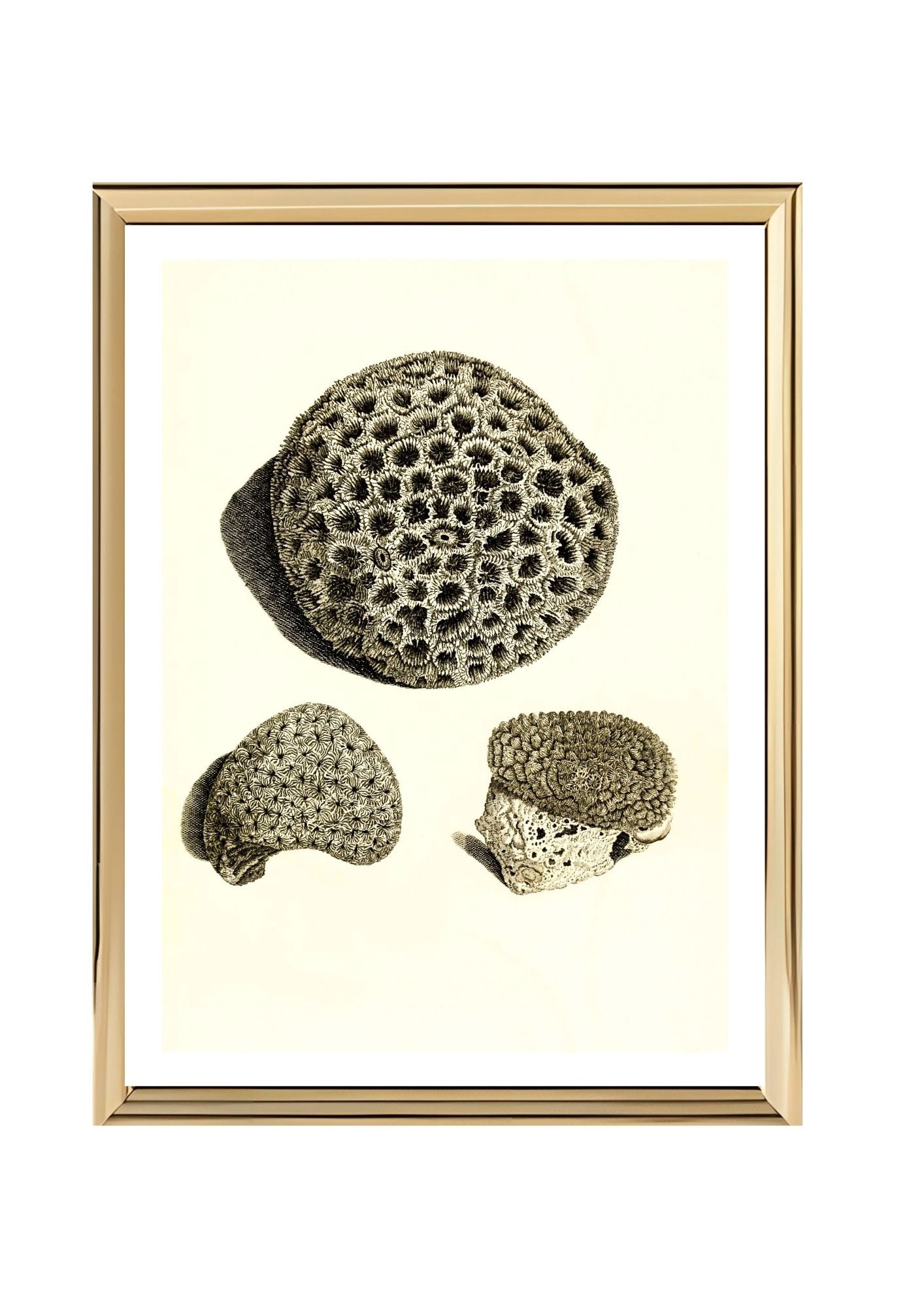 Astrea denticulata; Astrea siderea; Monticularia microconos