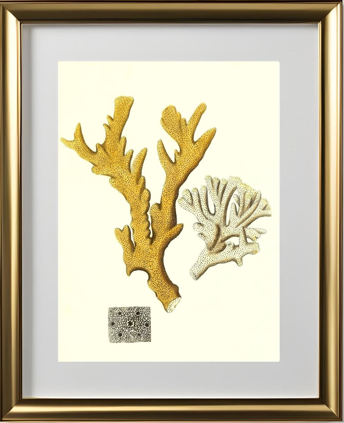 Millepora compresfa