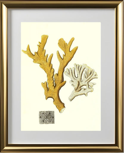Millepora compresfa