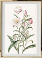 Large-flowered Helichrysum