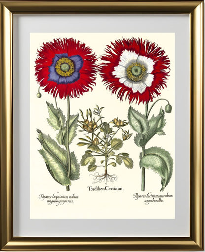 Tordylium Eyed garden poppy with fringed petals