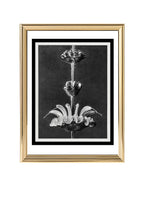 Salvia argentea (Silver Sage)