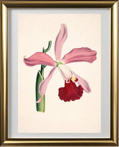 Laelia Elegans