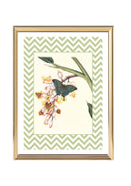 Papilio Crino