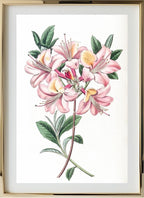 Copper-Coloured Highclere Azalea