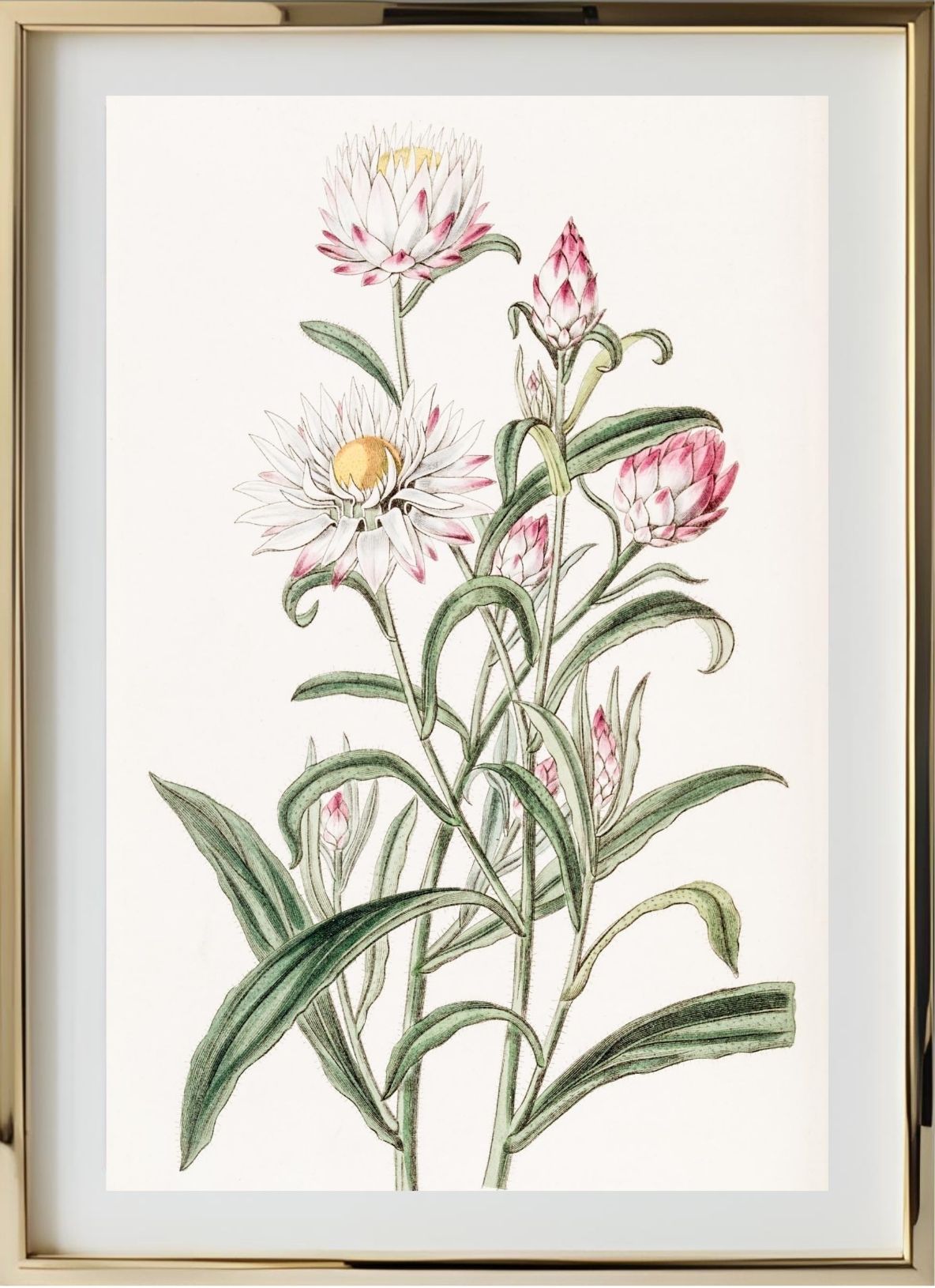 Large-flowered Helichrysum