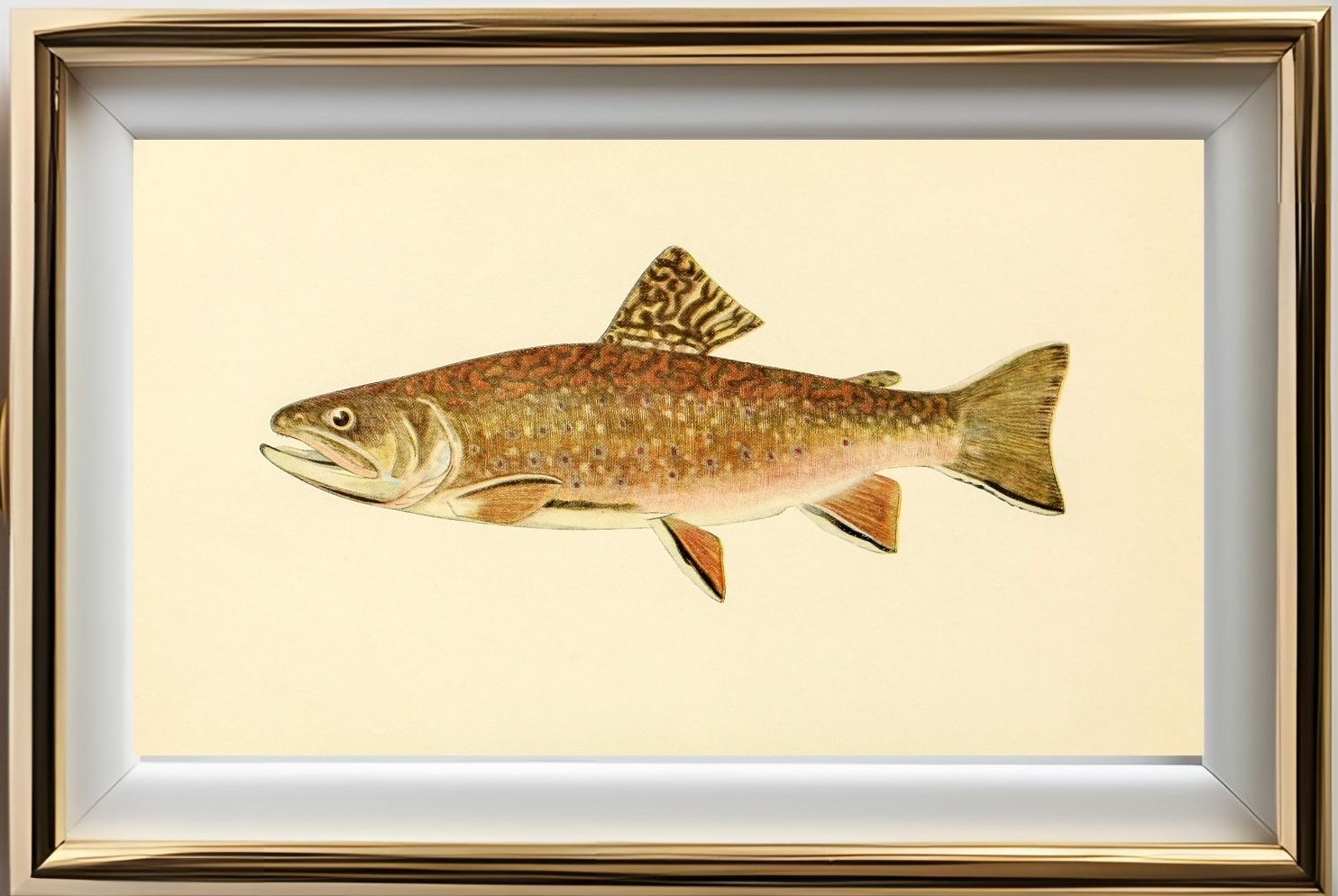 The Brook Trout (Adult Male) Salvelinus-Fontinalis (early summer coloration)