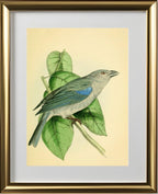 Blue-Shoulder'd Tanager