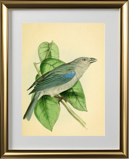 Blue-Shoulder'd Tanager