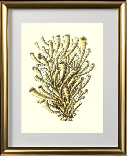 Madrepora anthophyllites