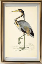 Purple Heron