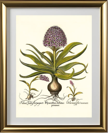 Peruvian squill, Pink spotted wild orchid, et al