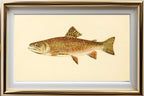 The Brook Trout (Adult Male) Salvelinus-Fontinalis (early summer coloration)