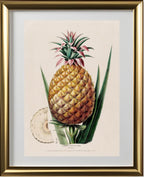 L'Ananas, Pain de Sucre (Bromelia)