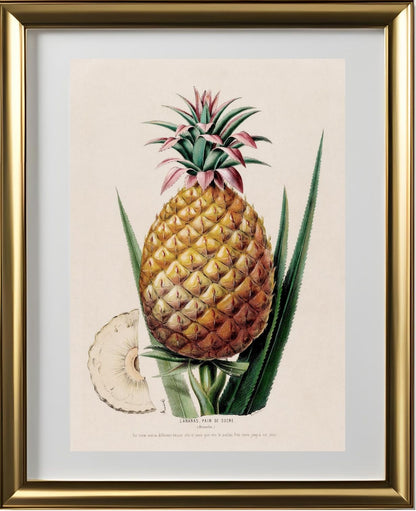 L'Ananas, Pain de Sucre (Bromelia)