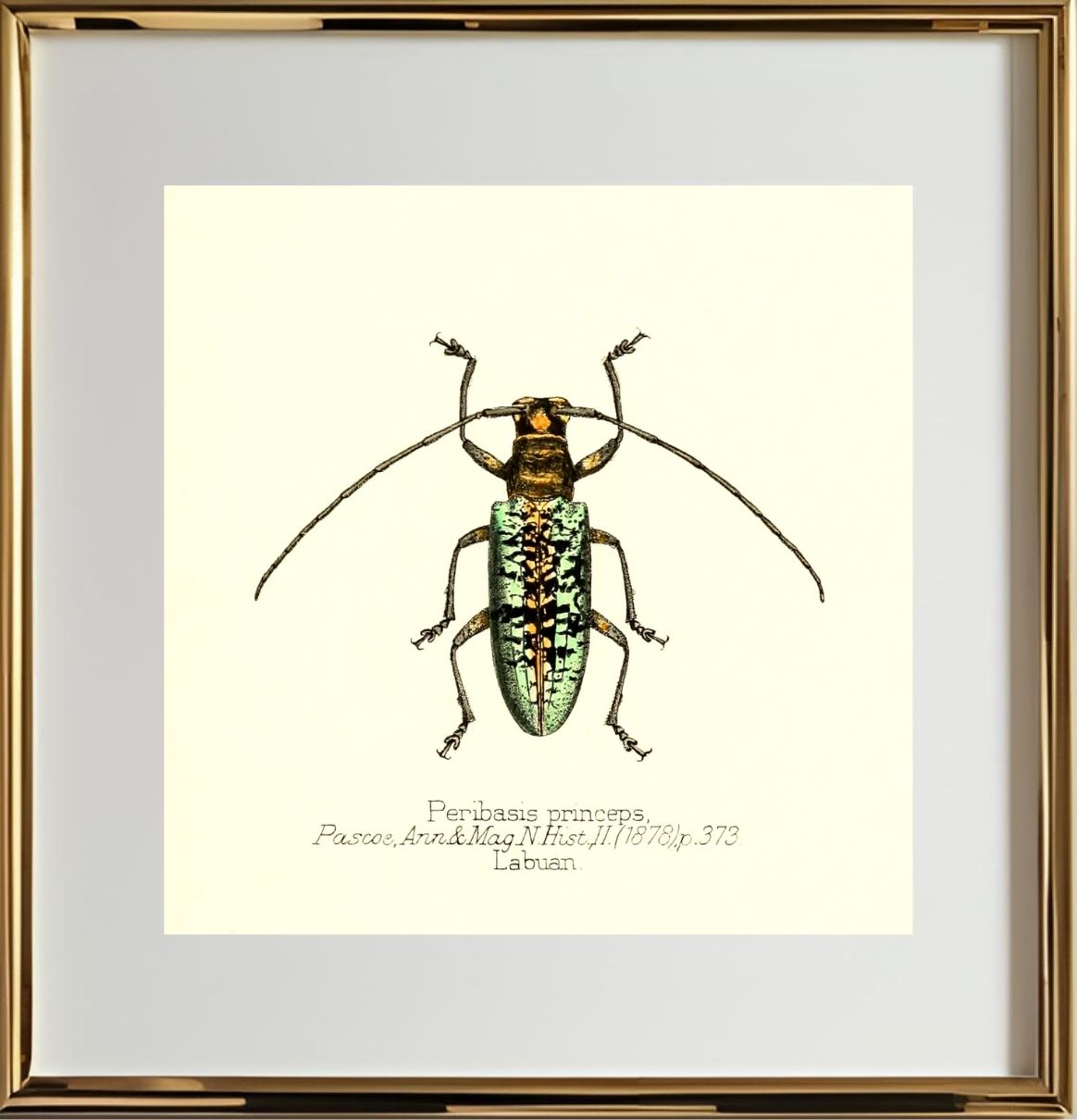 Peribasis Princeps