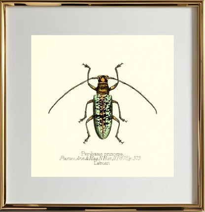 Peribasis Princeps