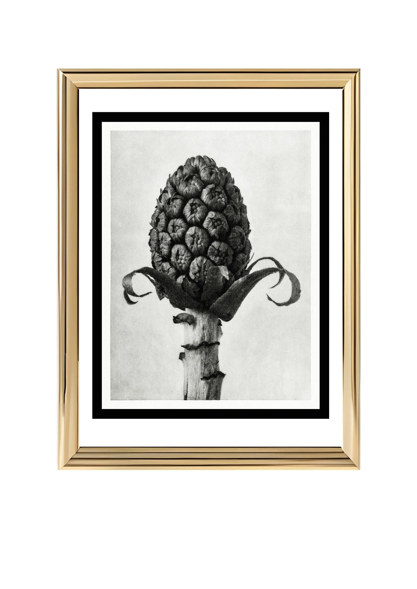 Petasites Officinalis (Butterbur)