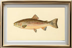 The Rainbow Trout (Adult Male) Salmo-Irideus