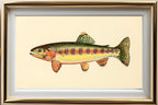 The Golden Trout of Volcano Creek, California
