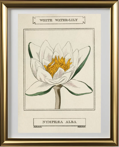 White Water-Lily