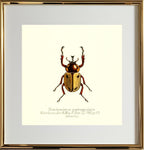Brachysiderus Quadrimaculatus