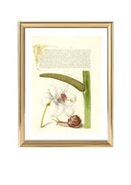 Madonna Lily, Terrestrial Mollusk, and Sweet Flag