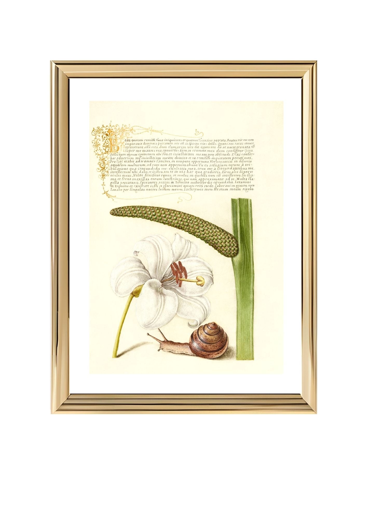 Madonna Lily, Terrestrial Mollusk, and Sweet Flag