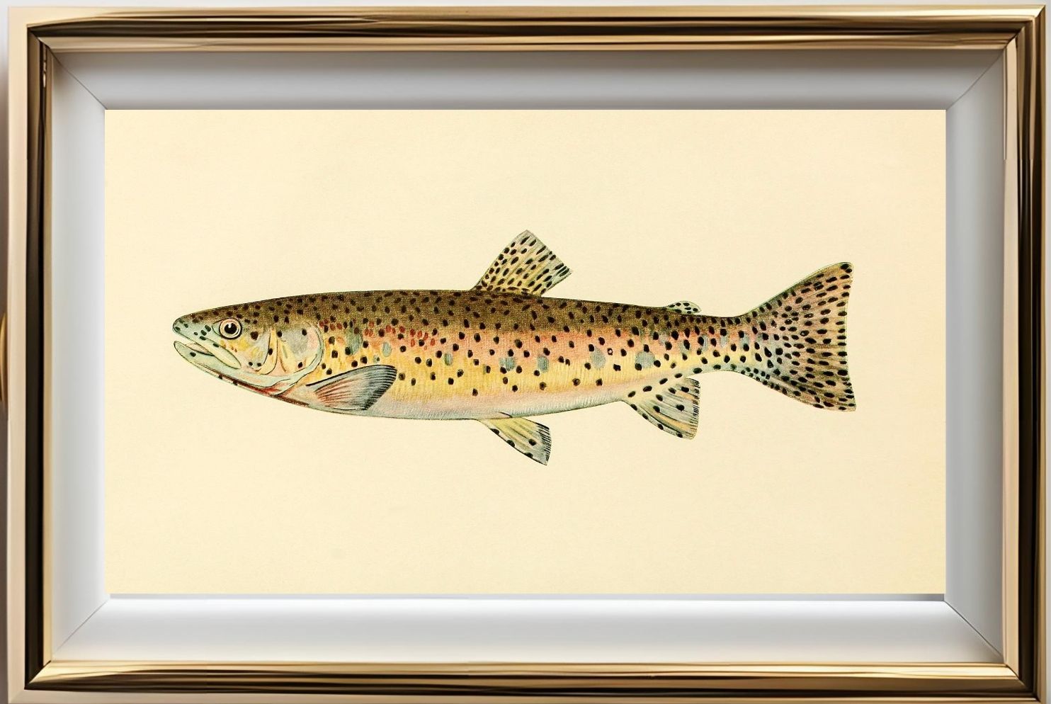 The Red Throat Trout (Adult Male) Salmo-Clarkii