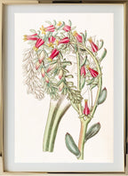 Mr. Scheer's Echeveria