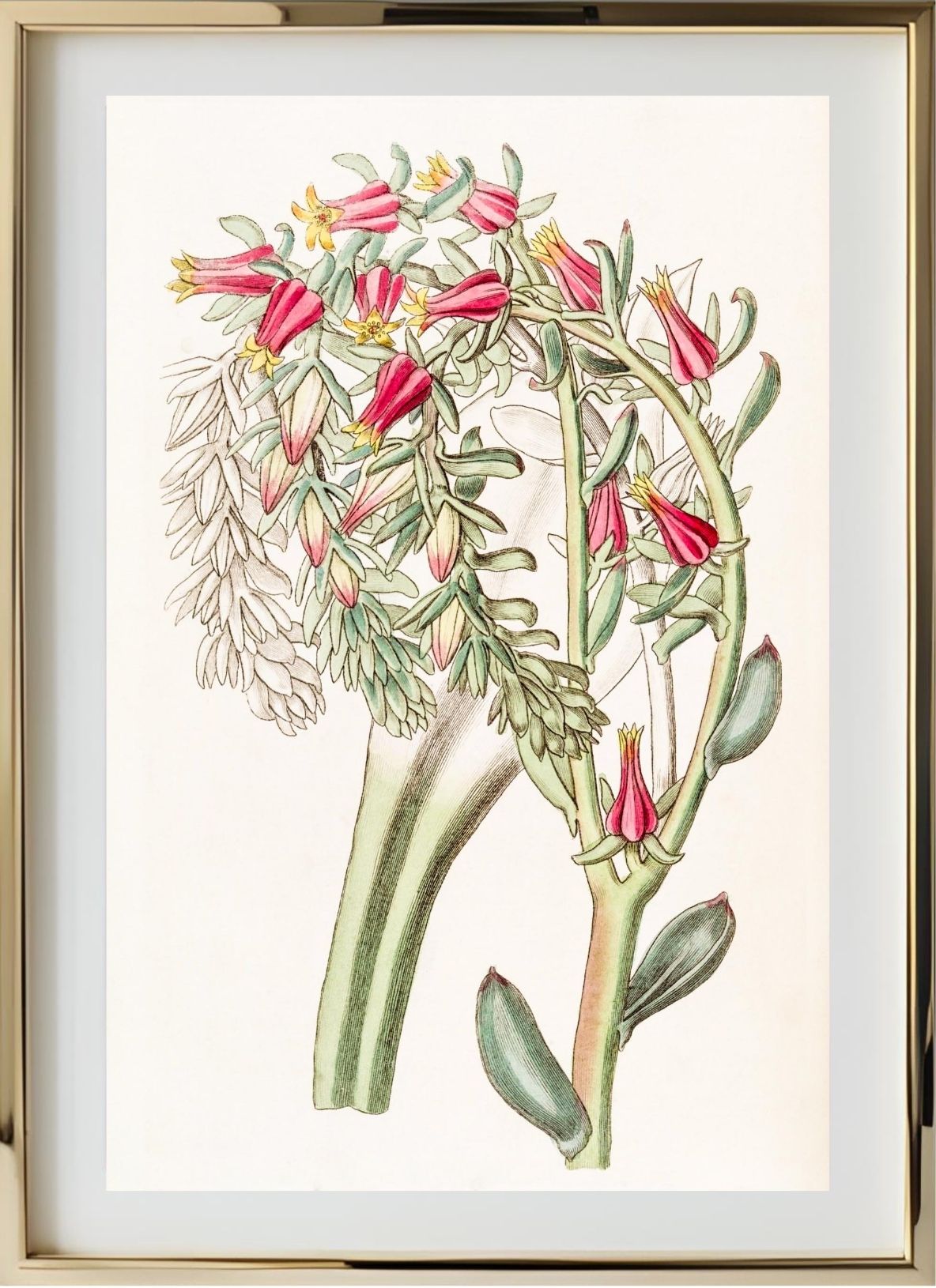 Mr. Scheer's Echeveria