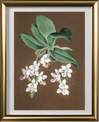 Aerides Japonicum