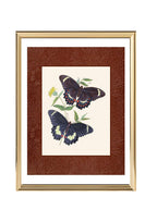 Papilio erechtheus