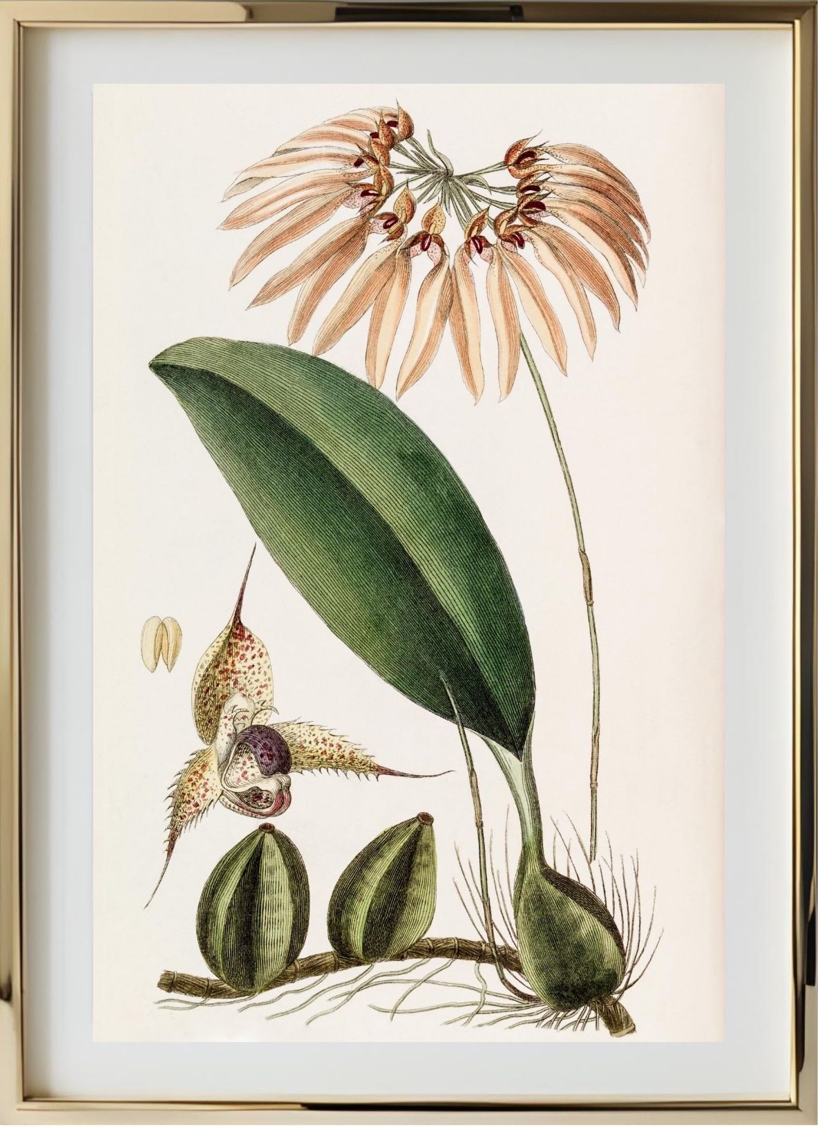 Insular Cirrhopetalum