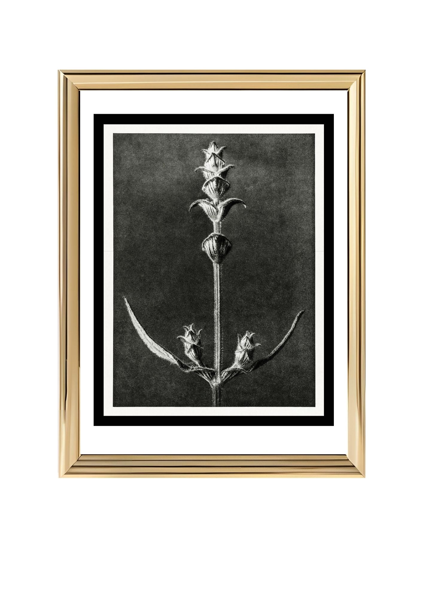Salvia